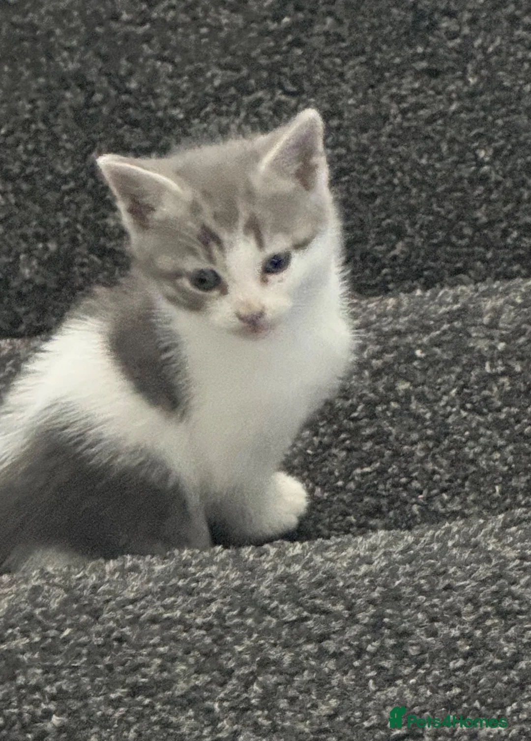 Mixed Breed cats for sale: 5 Beautiful Kittens for Sale - Advert 1