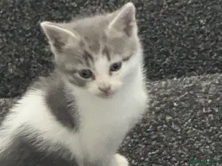 Mixed Breed cats 5 Beautiful Kittens for Sale - Advert 7