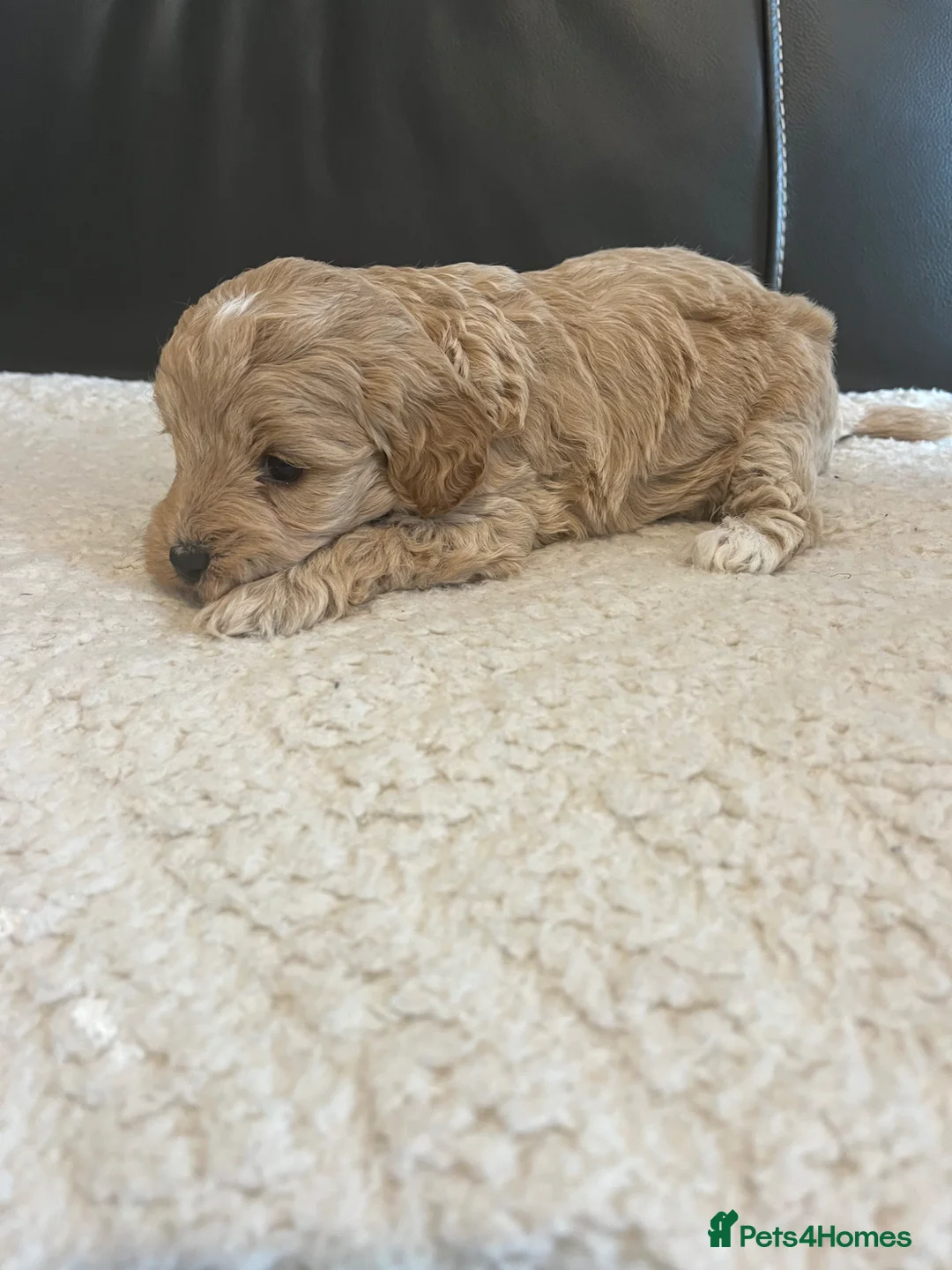 Cockapoo dogs for sale: Toy cockapoo’s  in Hamilton - Advert 11