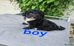 Maltipoo dogs for sale:  multipoo baby's for sale  - Image 5