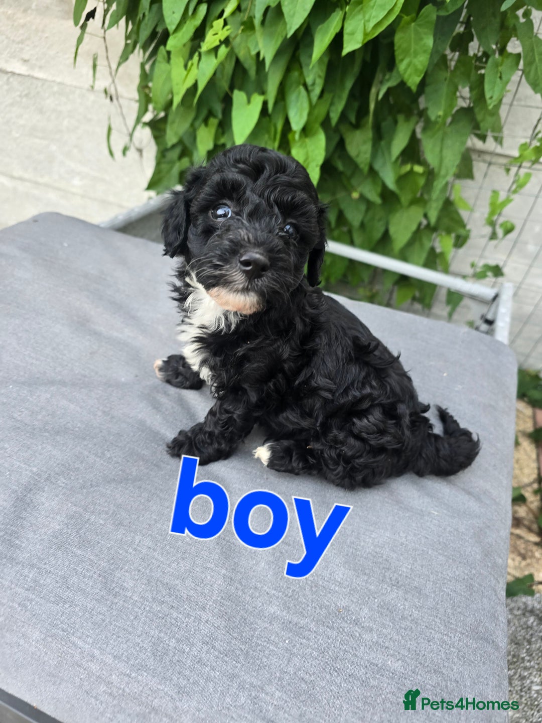 Maltipoo dogs for sale:  multipoo baby's for sale  - Image 5