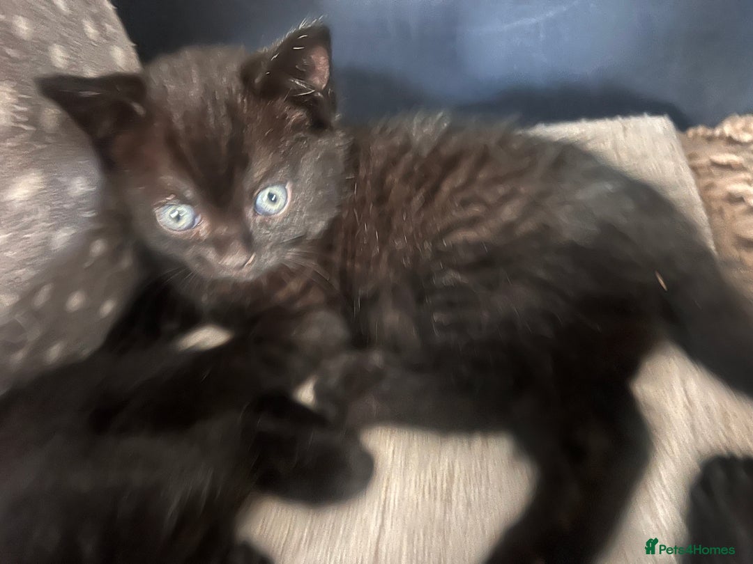 British Shorthair cats for sale: Black BSH x kittens  - Image 3