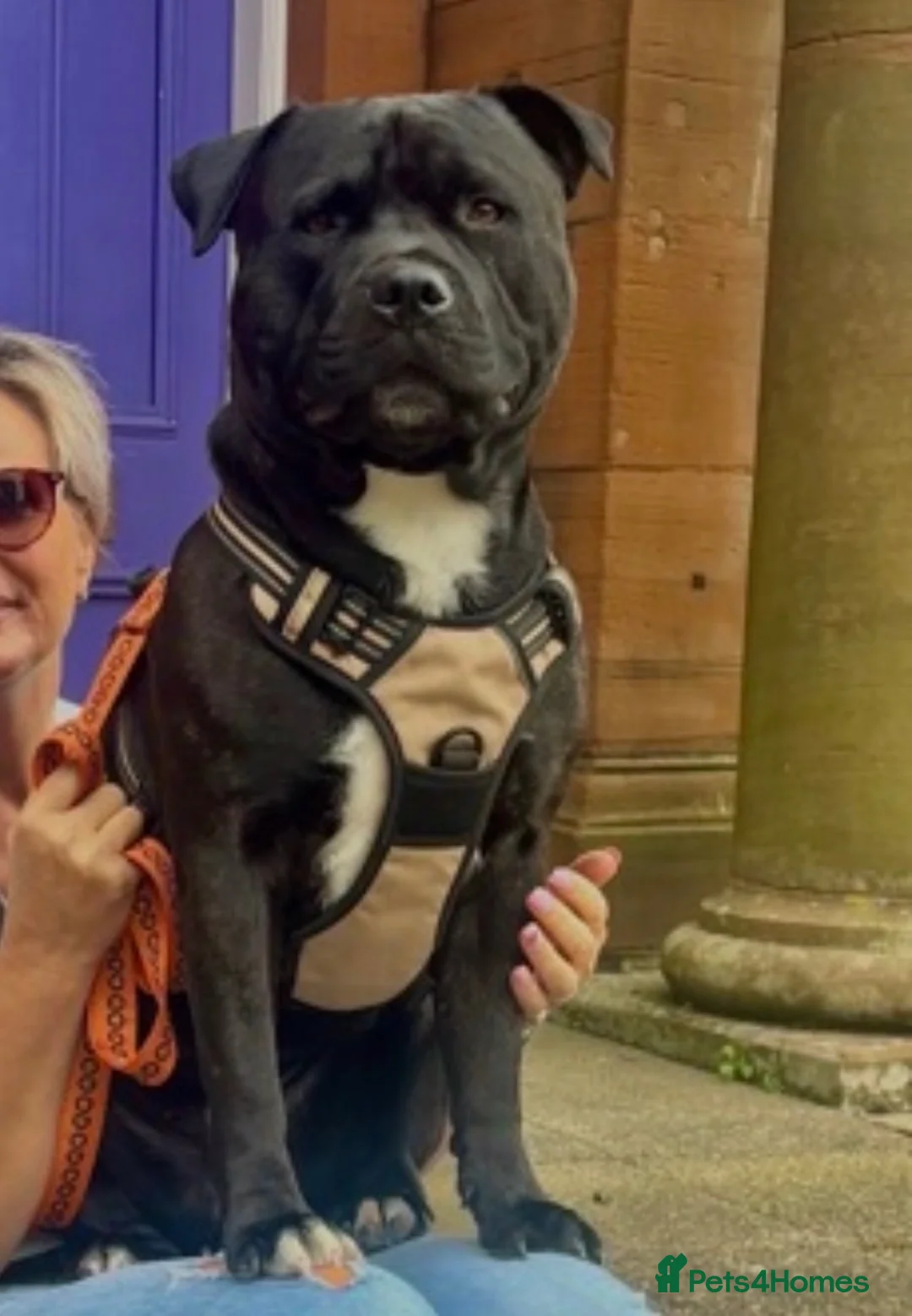 Staffordshire Bull Terrier dogs for stud: Bear  in Dumfries - Advert 4