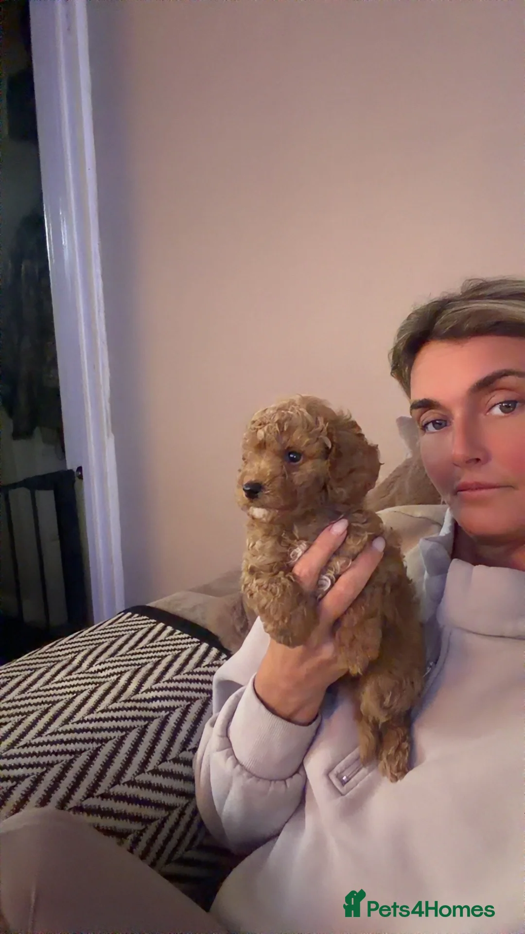 Toy Poodle dogs for sale: Miniature toy poodles little boy available now  - Advert 2