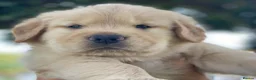 Golden Retriever dogs for sale: Golden retriever puppies  in Bognor Regis - Advert 7