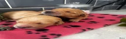 Golden Retriever dogs for sale: 5 exceptional golden retrievers  - Advert 12