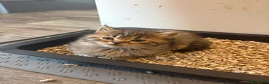 chonk 