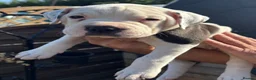 Mixed Breed dogs for sale: Old Tyme x American bulldog  - Advert 9