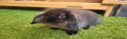 Mini Lop rabbits for sale: Beautiful Mini Lion Lop - READY TO LEAVE - Advert 17