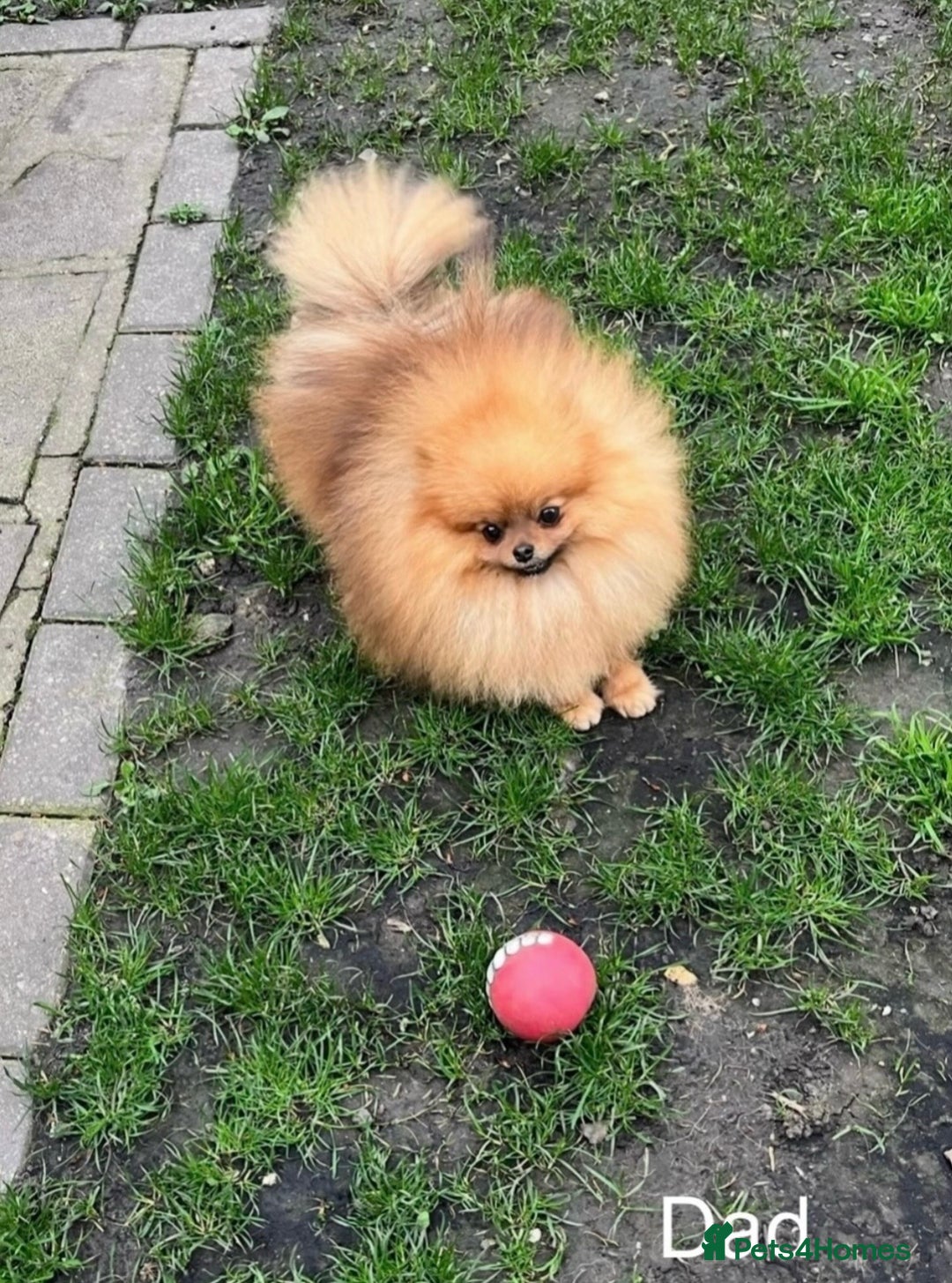Pomeranian dogs for sale: 🐻Green eyed👁️Top Quality🔥 - Advert 23