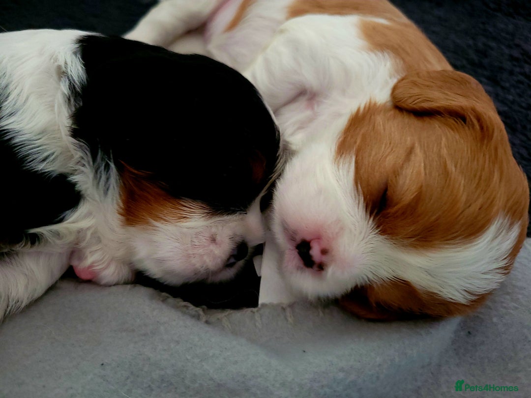 Cavalier King Charles Spaniel dogs for sale: Cavalier King Charles Spaniel Puppies for Sale 🐾 - Image 19