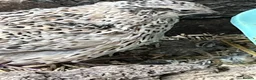 Quail poultry for sale: Quail hatching eggs - Advert 3