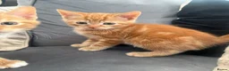 Mixed Breed cats for sale: Ginger and black kittens in Northampton - Advert 2