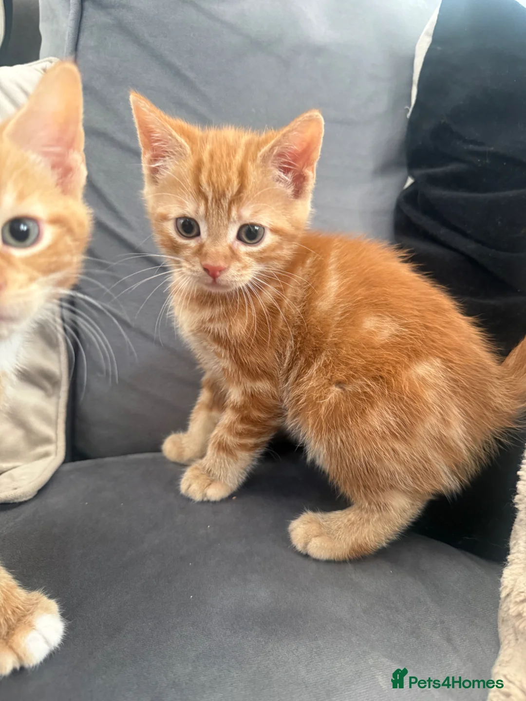 Mixed Breed cats for sale: Ginger and black kittens in Northampton - Advert 2