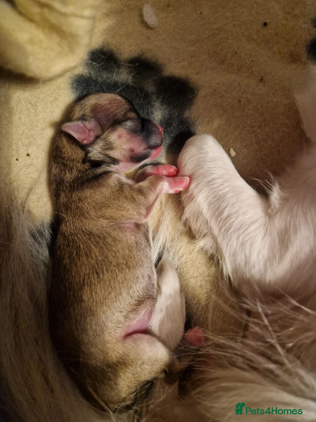 Chihuahua dogs for sale: Beautiful chihuahua girl - Advert 9