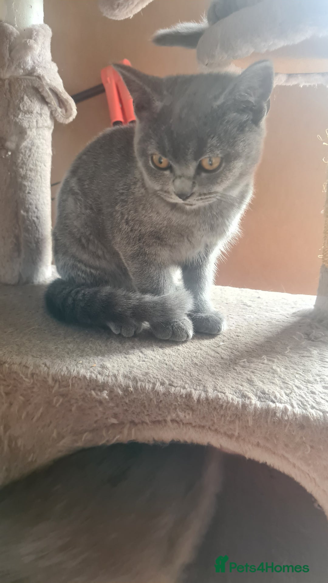 Scottish Fold cats for sale: Scotish kittens  - Image 20