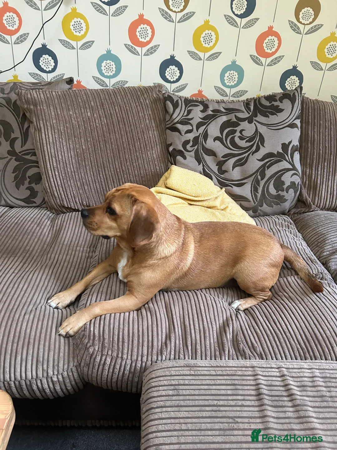 Puggle dogs for sale: Eugene  - Advert 6