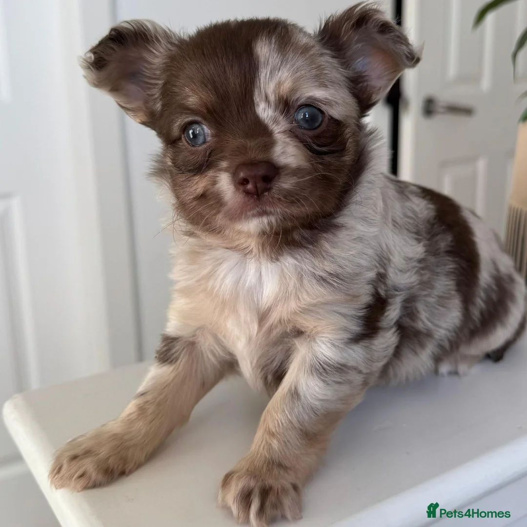 Chihuahua dogs for sale: Beautiful Chihuahua Puppies Available in Sunderland - Advert 2