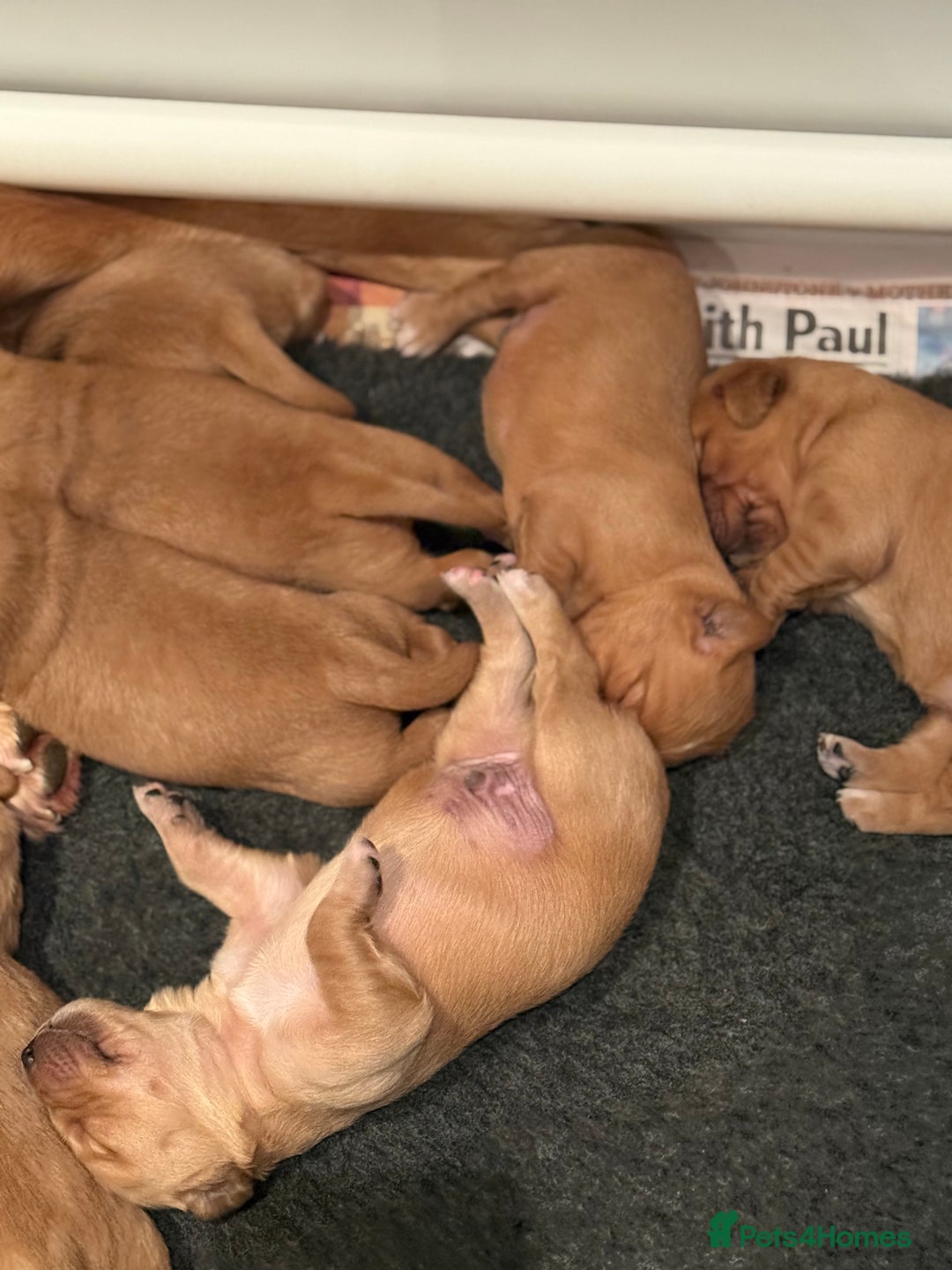 Golden Retriever dogs for sale: KC Working Golden Retriever Pups - Advert 5