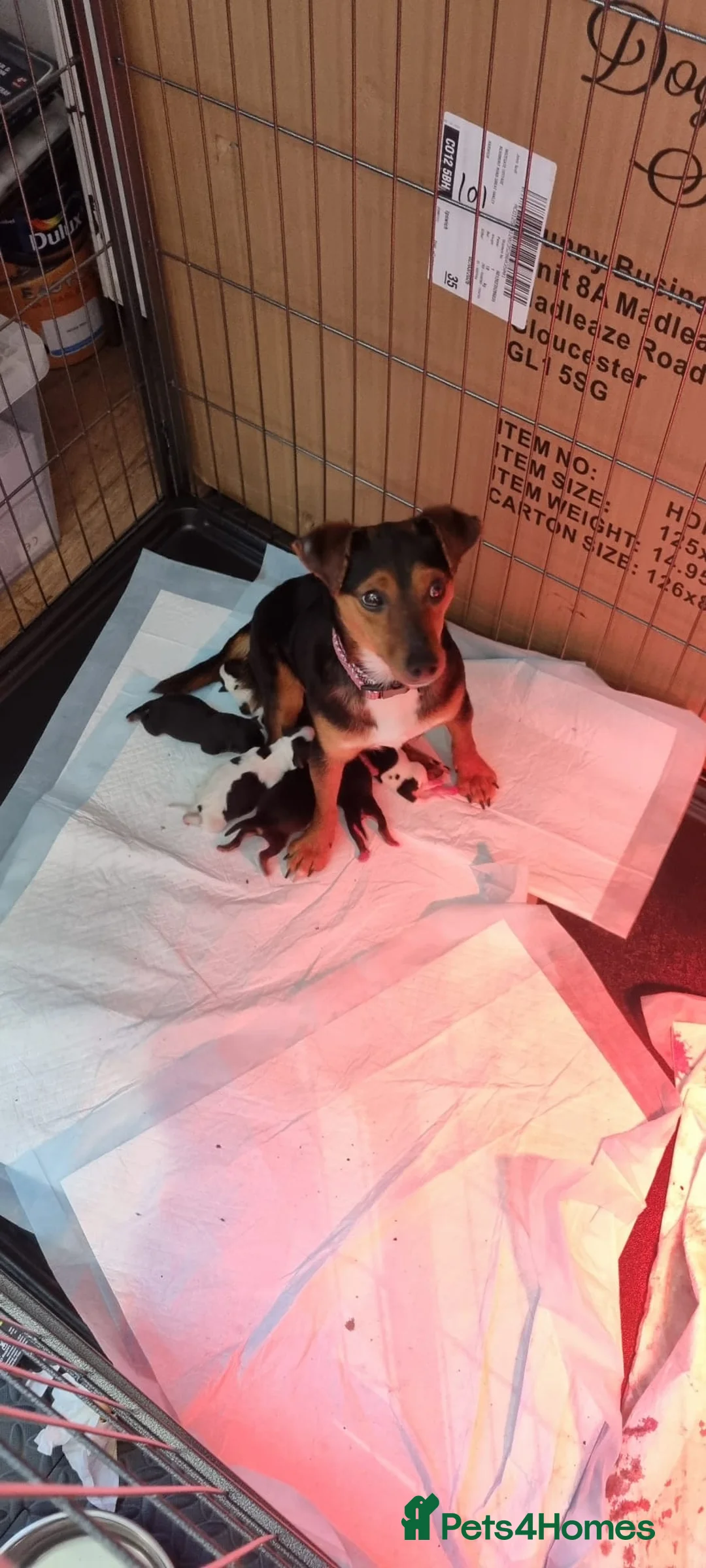 Jack Russell dogs for sale: Lovely Jack Russell Pups for Sale - Advert 2