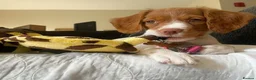 Brittany Spaniel dogs for sale: A Noble Breed with a Loving Heart-Brittany Spaniel in Bournemouth - Advert 7