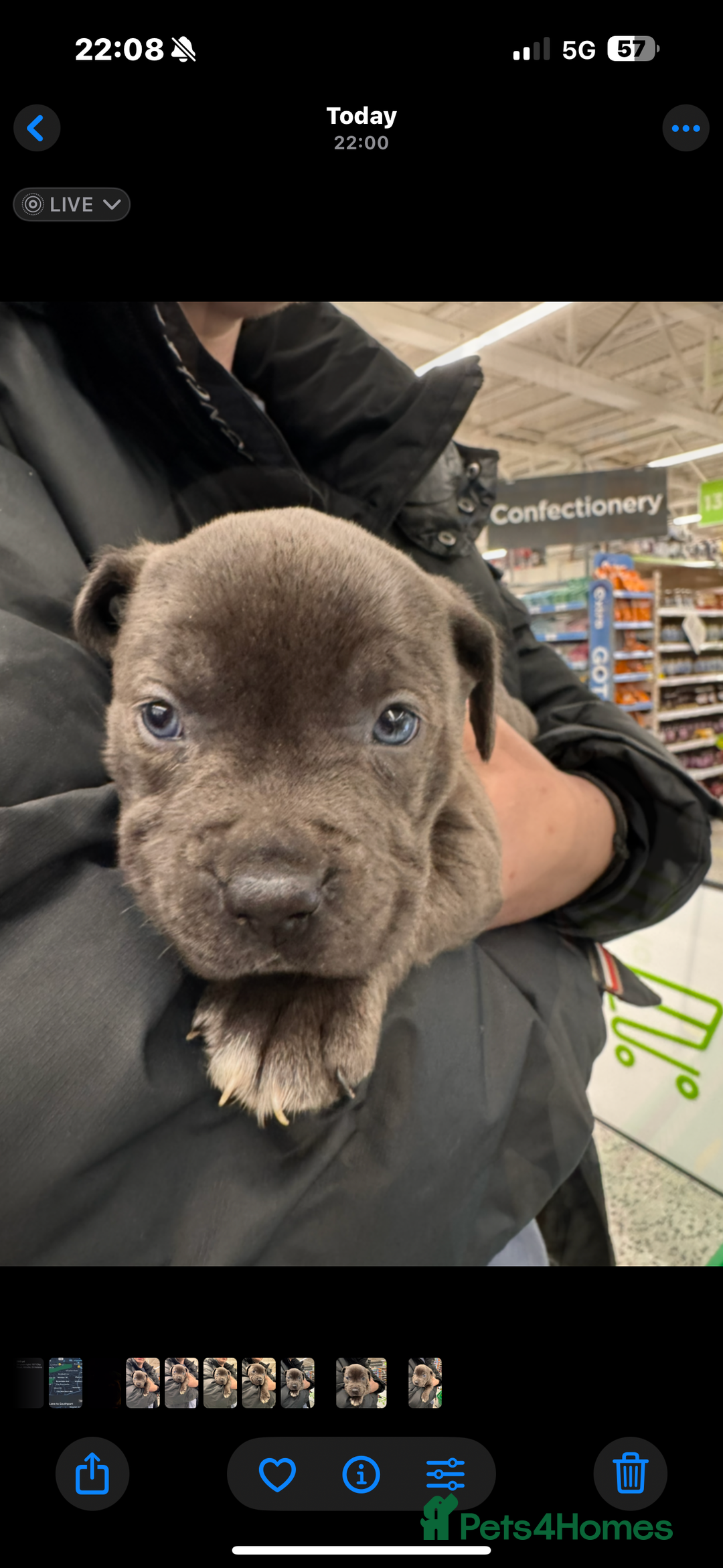 Staffordshire Bull Terrier dogs for sale: Blue staffy pup for sale - Image 3