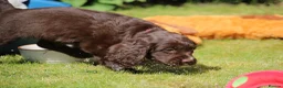 Cocker Spaniel dogs for sale: KC Reg Working Cocker Spaniels  - Advert 14