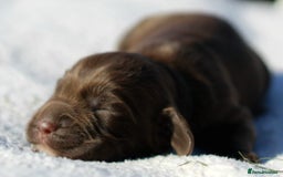 Sprocker dogs for sale: Sprocker ready to steal your heart & your slippers - Image 7