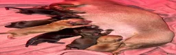 Miniature Dachshund dogs for sale: Miniature dachshund kc registered - Advert 2