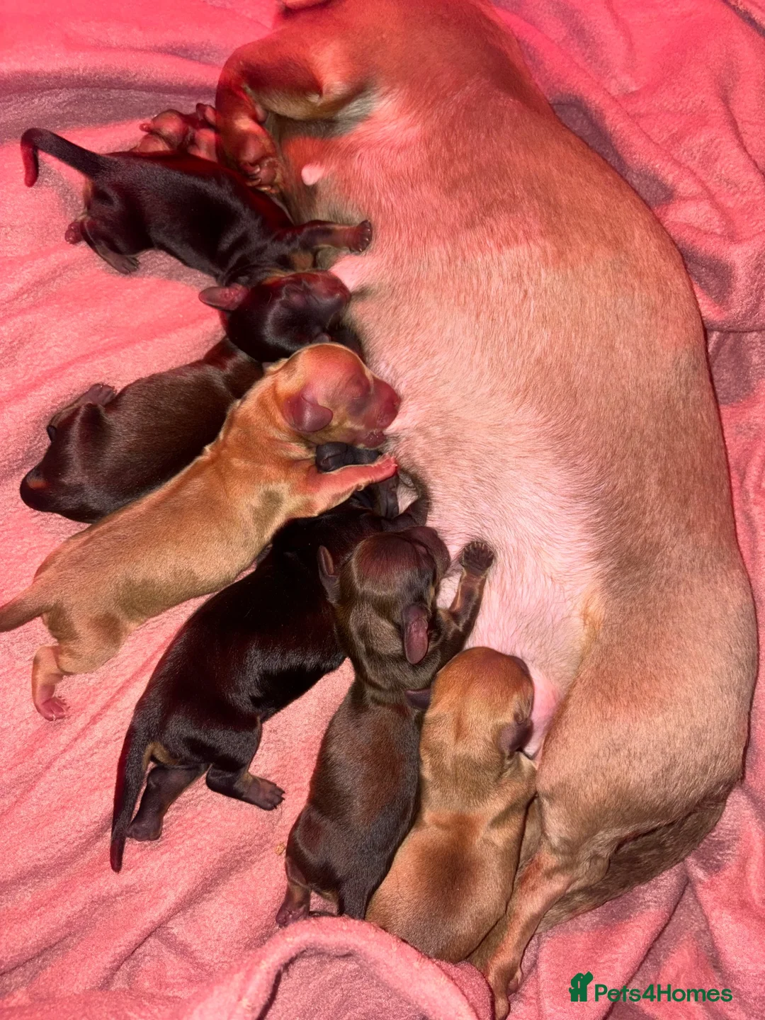 Miniature Dachshund dogs for sale: Miniature dachshund kc registered - Advert 2