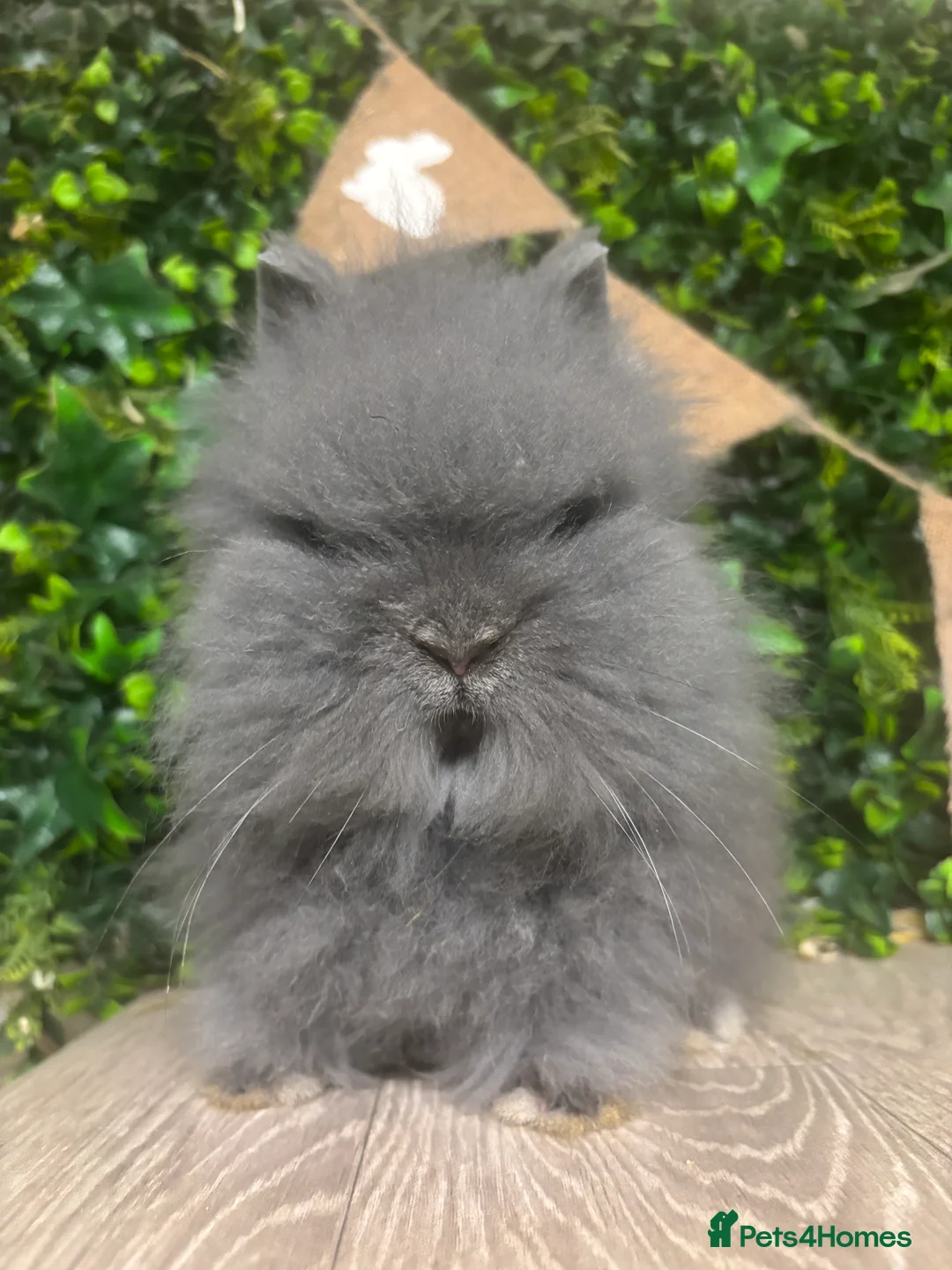 Mini Lop rabbits for sale: BEAUTIFUL BABY MINI LOP BUNNIES  - Advert 2