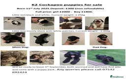 Cockapoo dogs for sale: K2 cockapoo pups - Image 1