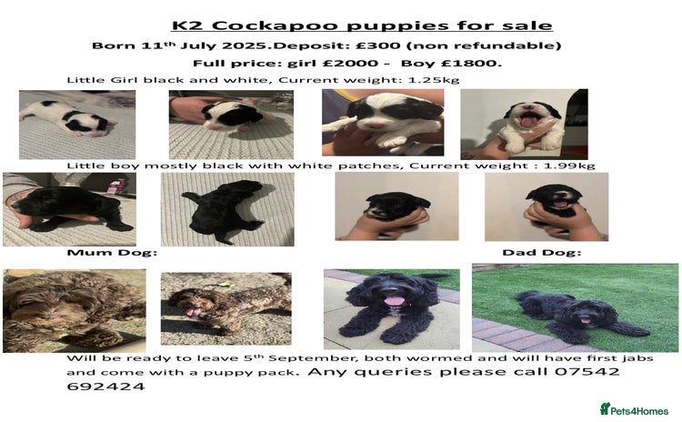 Cockapoo dogs - Advert 4