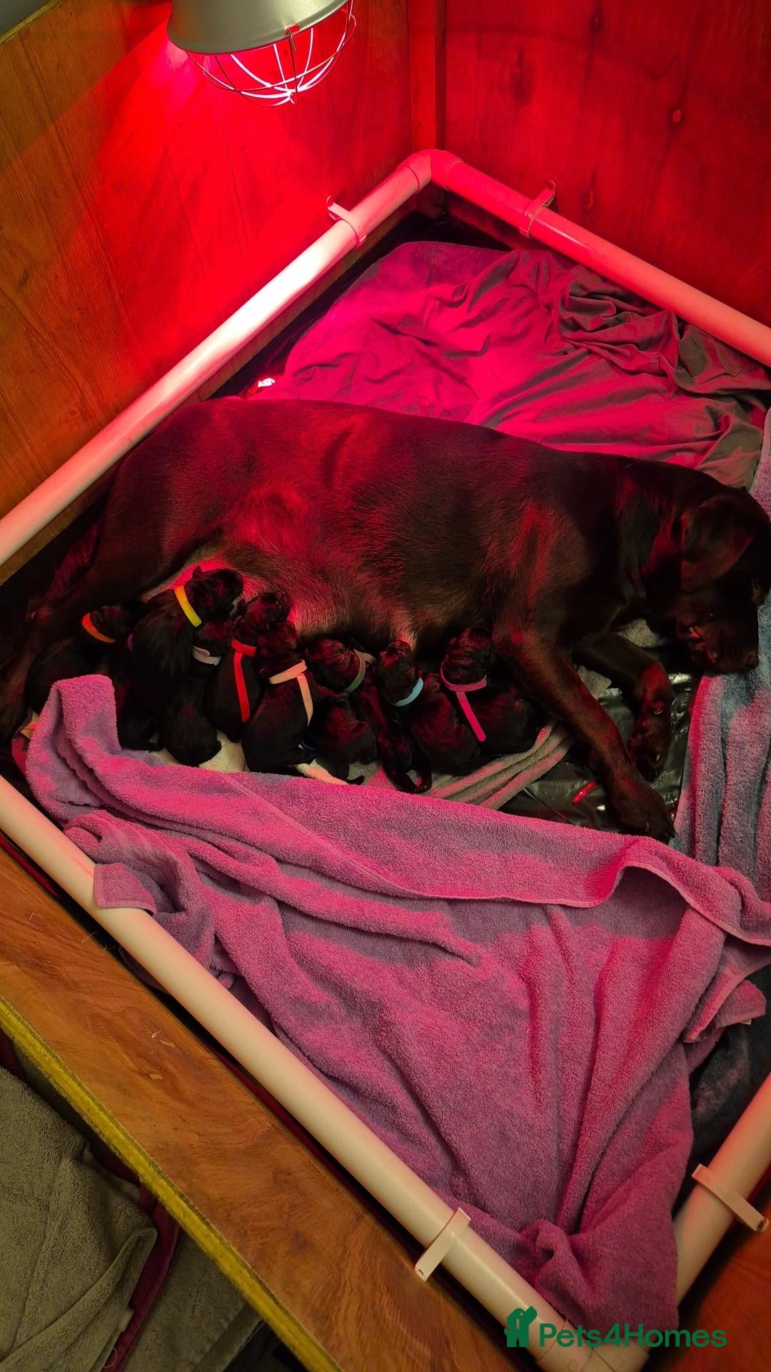 Labrador Retriever dogs for sale: Black labrador puppies  - Advert 4