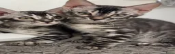 Bengal cats for sale: Adorable Kittens Ready Now! Meet Your New Bestie😻 - Advert 7