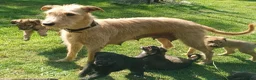 Lurcher dogs for sale: 9 beautiful Bedlington X Whippet puppies  - Advert 3
