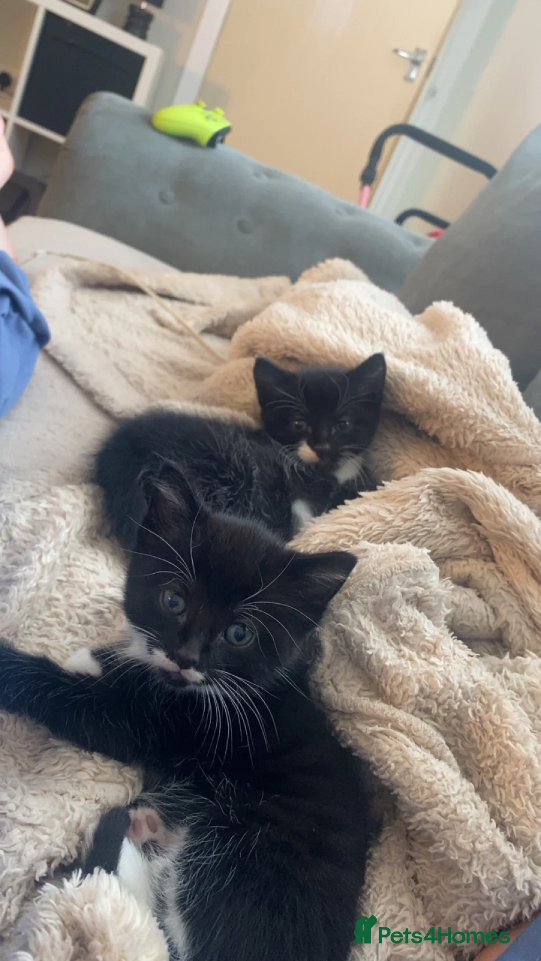 Mixed Breed cats for sale: 2 boy kittens  in Chester-le-Street - Advert 1