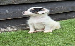 Jack Russell dogs for sale: The cutest little Jack Russel pups ❤️ - Image 15