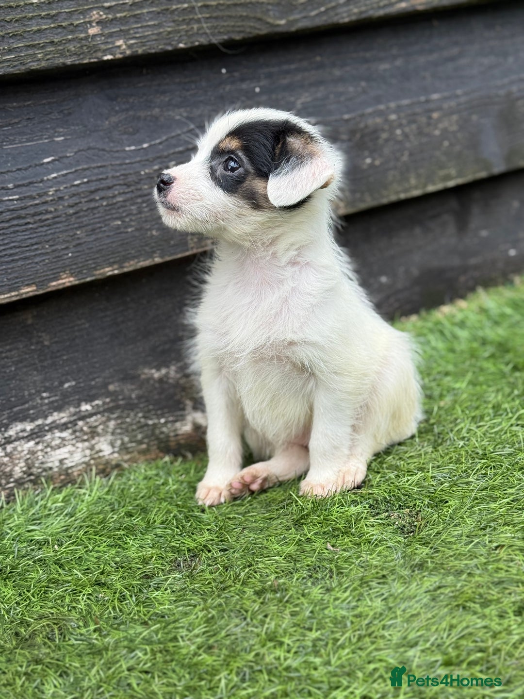 Jack Russell dogs for sale: The cutest little Jack Russel pups ❤️ - Image 15