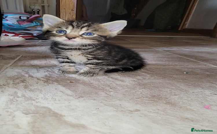 Mixed Breed cats - Advert 12