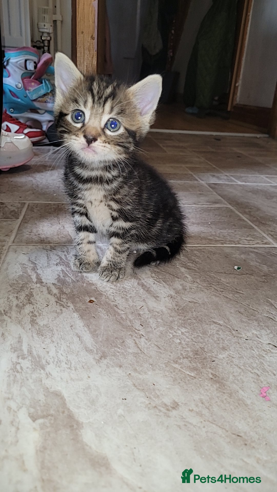 Mixed Breed cats for sale: Beautiful mixed kittens 2 boys 2 girl - Image 2