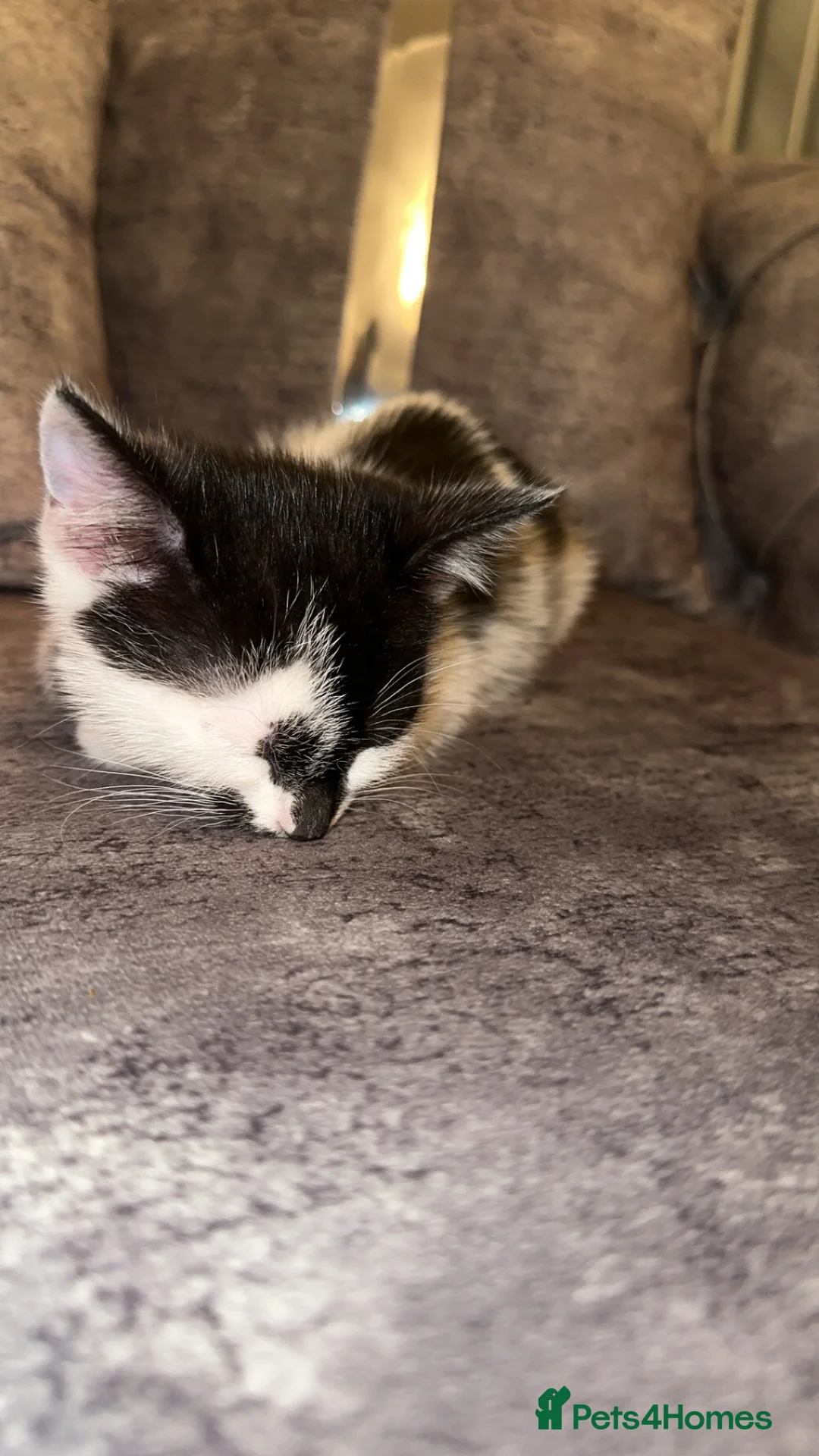 Domestic Shorthair cats for sale: Gorgeous tabby and British shorthair kitten - Advert 34