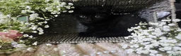 Mixed Breed cats for sale: Beautiful Kittens Looking for Loving Forever Homes - Advert 7