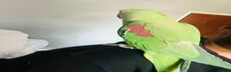 Parrots birds for sale: Baby hand tame Alexandrian Parrot  in Uttoxeter - Advert 14