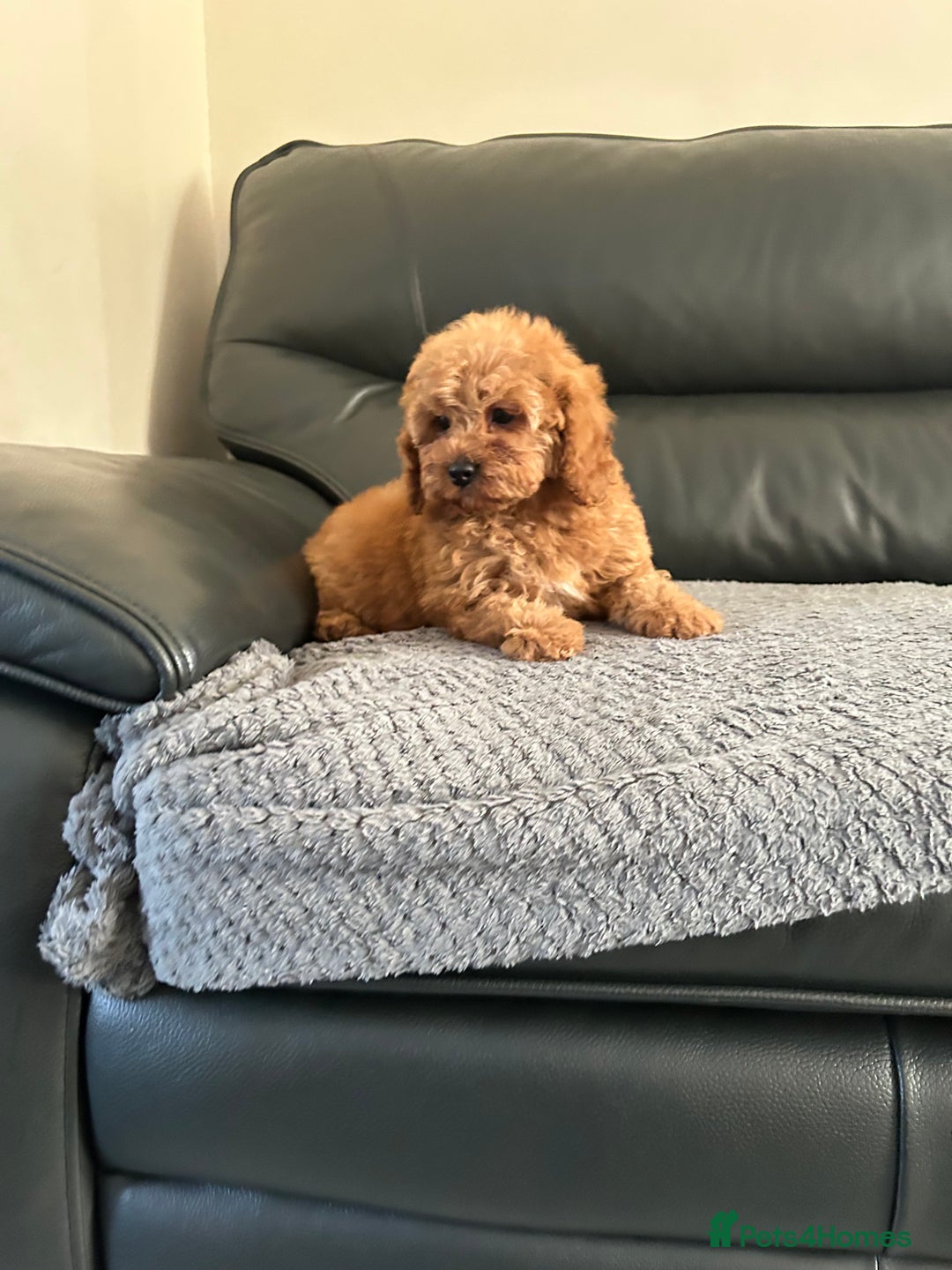 Cavapoo dogs for sale: Cavapoo puppies for sale  - Image 5
