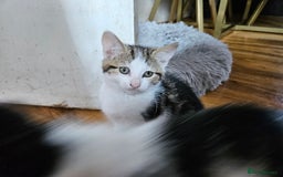 British Shorthair cats for sale: Kittens in Northampton - Image 19
