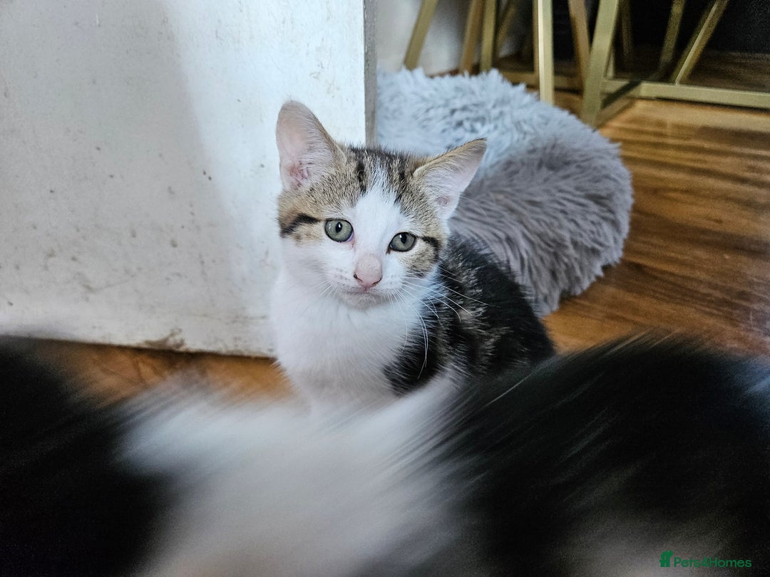 British Shorthair cats for sale: Kittens in Northampton - Image 19