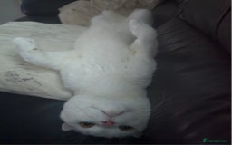 Scottish Fold cats for sale: Beautiful Scottish fold stud available  - Image 7