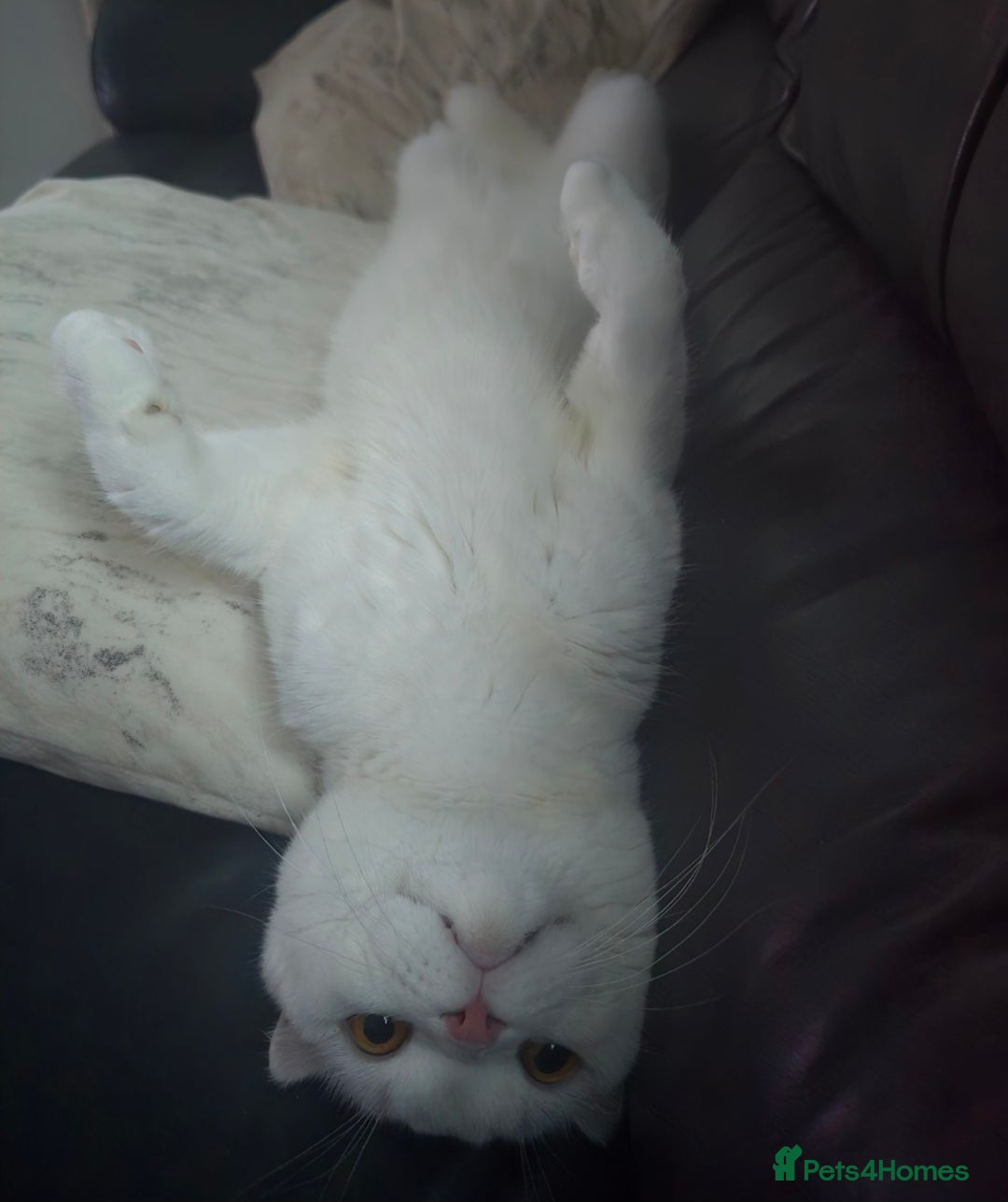 Scottish Fold cats for sale: Beautiful Scottish fold stud available  - Image 7