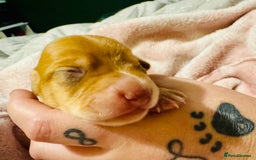 Mixed Breed dogs for sale: Beautiful Dachshunds for sale  - Image 12